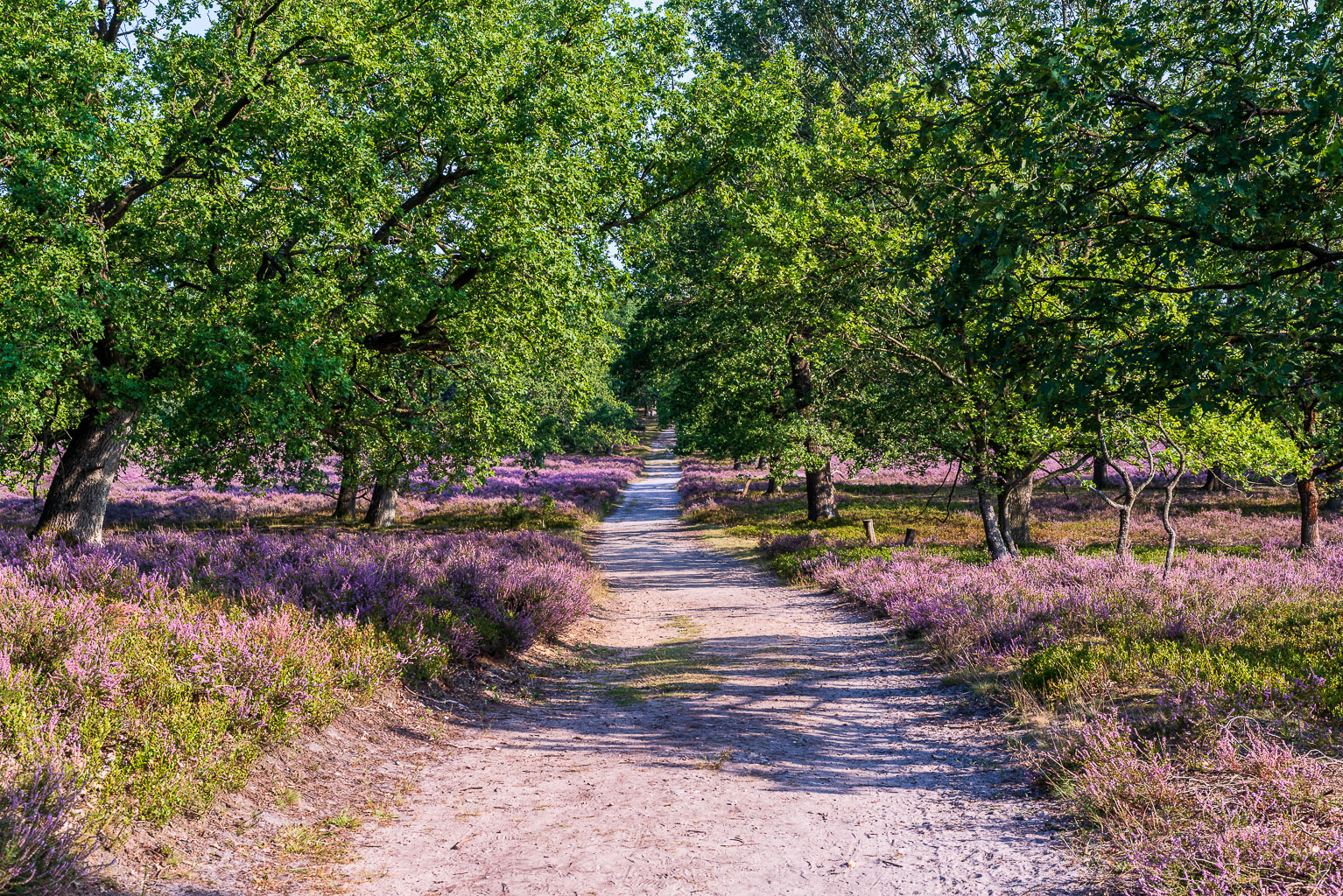 Heideblüten Kalender 2020 - Mai