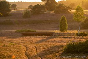Bienenzaun im Abendlicht