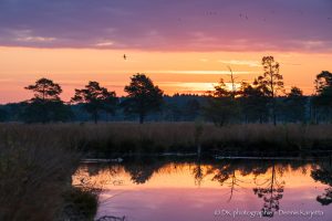 Nebel & Morgenlicht – Fotowalk ins herbstliche Pietzmoor