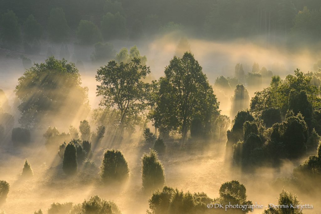 Sonnenstrahlen und Nebel im Totengrund in der Lüneburger Heide