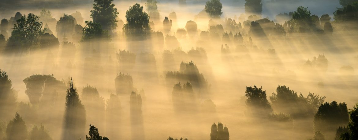 Morgennebel und Sonnenstrahlen über der Lüneburger Heide bei Wilsede
