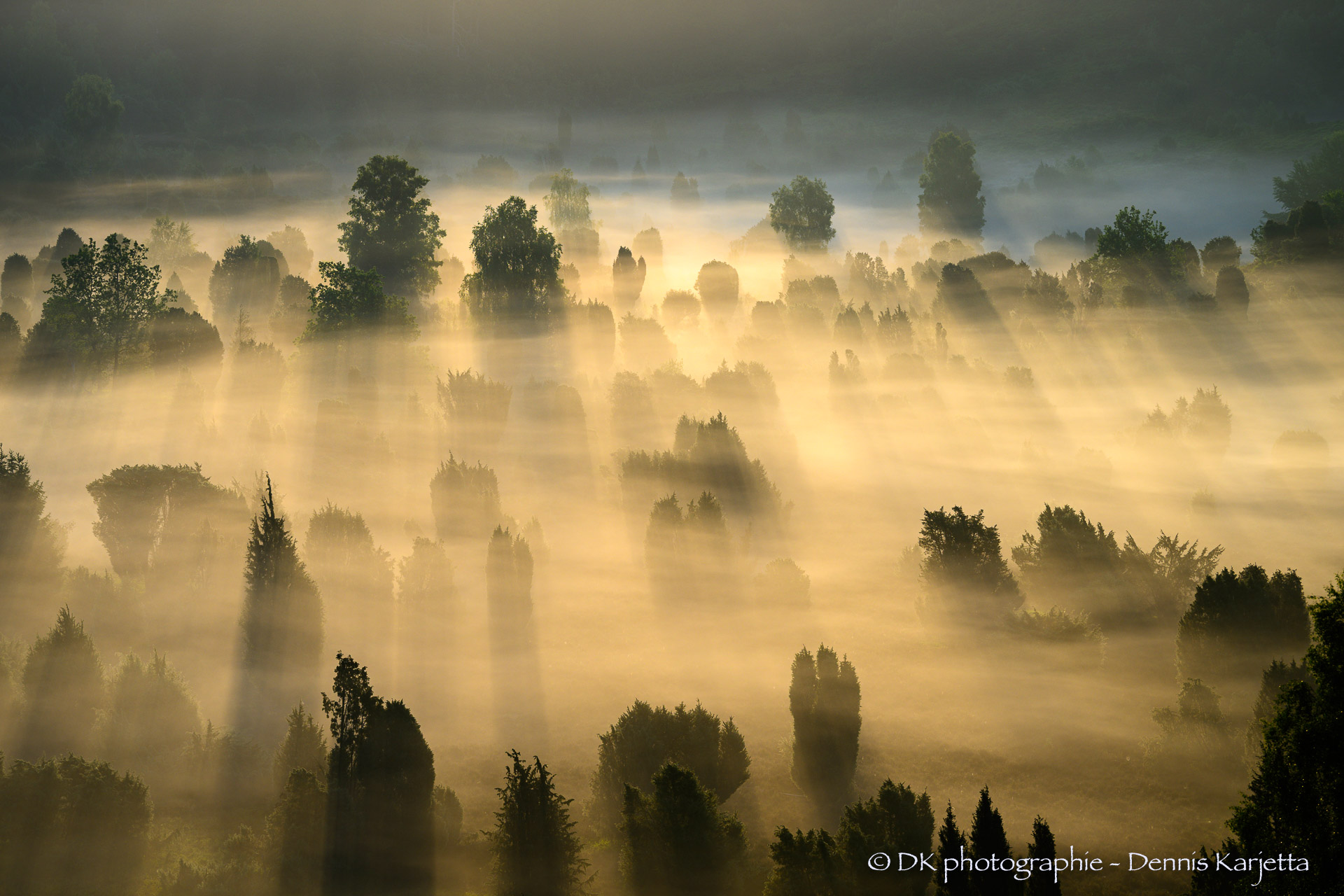 Morgennebel und Sonnenstrahlen über der Lüneburger Heide bei Wilsede
