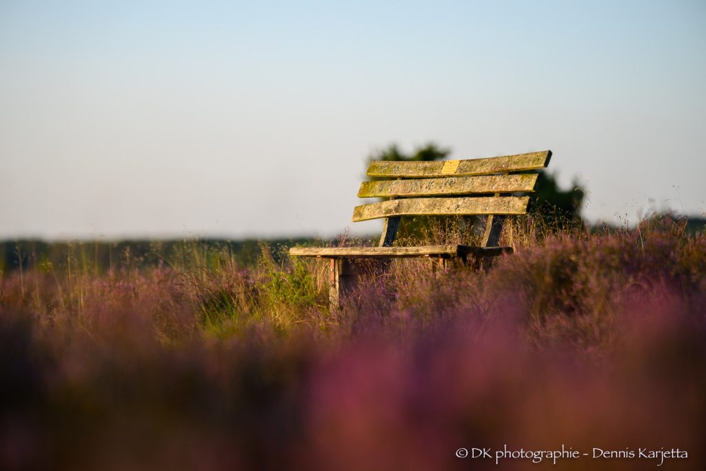 Holzbank in der Heide mit unscharfen Heideblüten im Vordergrund