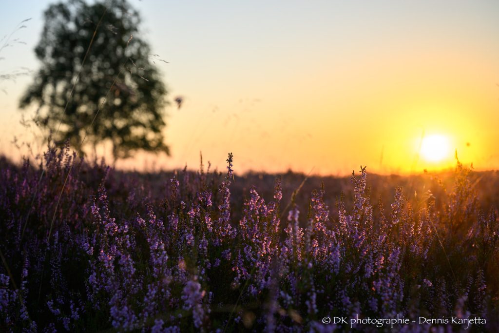 Sonnenaufgang über blühender Heide mit Heideblüten im Vordergrund