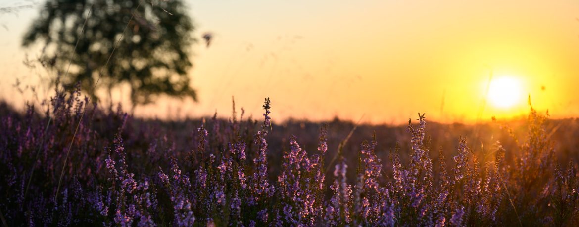Sonnenaufgang über blühender Heide mit Heideblüten im Vordergrund