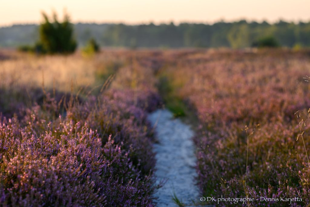 Schmaler Weg durch die blühende Heide im frühen Morgenlicht