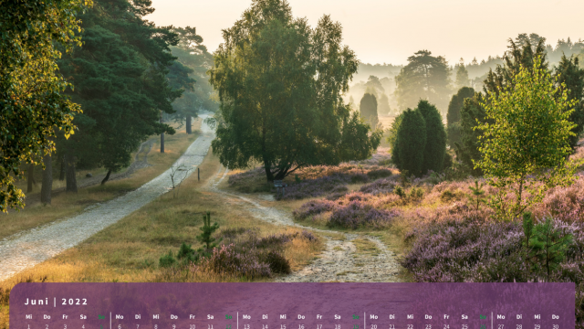 Monatsbild Juni des Kalenders "Heideblüte" Monatsbild Juni des Kalenders "Heideblüte"