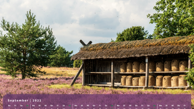 Monatsbild September des Kalenders "Heideblüte" Monatsbild September des Kalenders "Heideblüte"