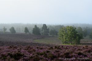 Platz 18 - Stille Heide
(31 Punkte)