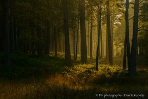 Platz 19 - Im goldenen Wald
(28 Punkte)